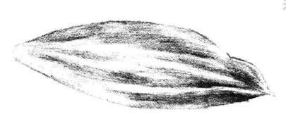 白兰花花瓣素描画法步骤06