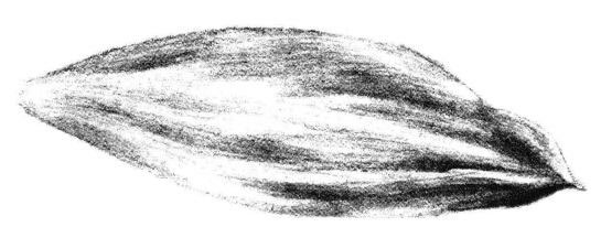 白兰花花瓣素描画法步骤07