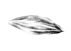 白兰花花瓣素描画法