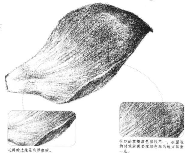 荷花花瓣素描画法