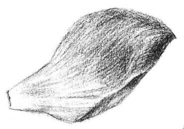 荷花花瓣素描画法步骤04