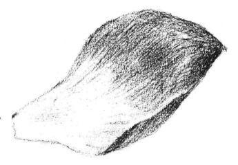 荷花花瓣素描画法步骤05