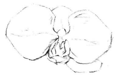 蝴蝶兰花瓣素描画法步骤02