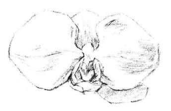 蝴蝶兰花瓣素描画法步骤03