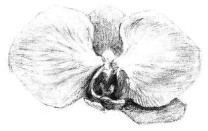 蝴蝶兰花瓣素描画法步骤06