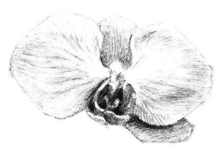 蝴蝶兰花瓣素描画法步骤07