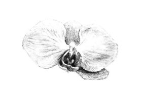 蝴蝶兰花瓣素描画法