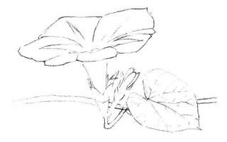 喇叭花素描画法步骤02