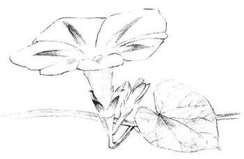 喇叭花素描画法步骤03