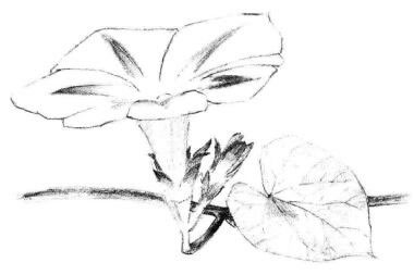 喇叭花素描画法步骤04