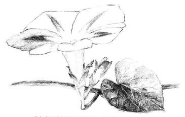 喇叭花素描画法步骤05