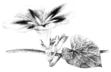 喇叭花素描画法步骤06