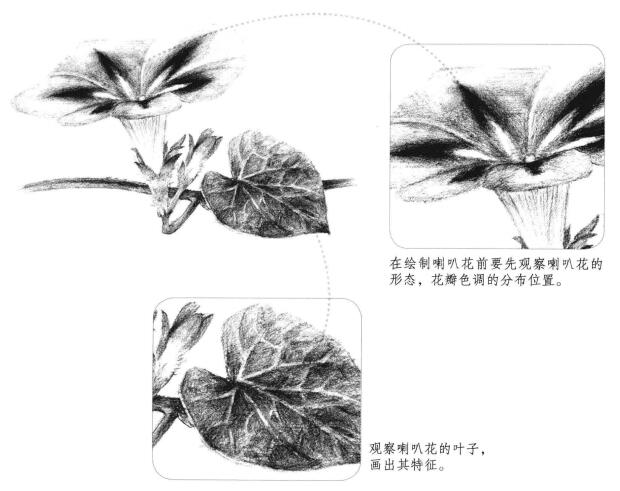 喇叭花素描画法
