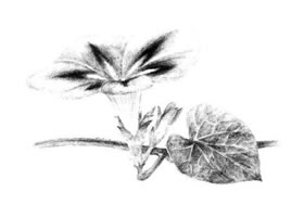 喇叭花素描画法