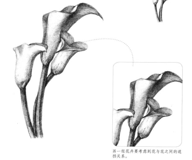 马蹄莲花素描画法