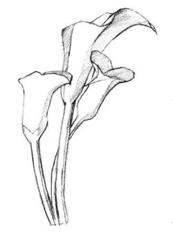 马蹄莲花素描画法步骤03