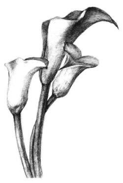 马蹄莲花素描画法步骤05