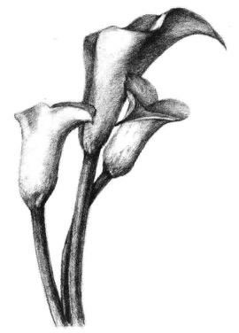 马蹄莲花素描画法步骤06