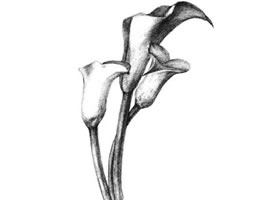 马蹄莲花素描画法