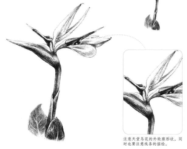 天堂鸟素描画法