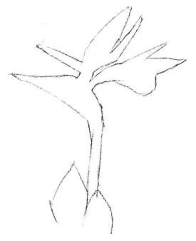 天堂鸟素描画法步骤01