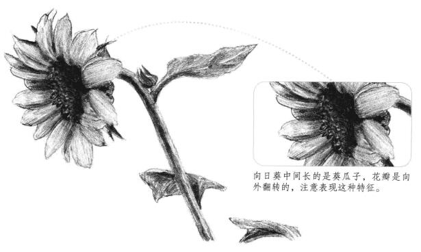 向日葵素描画法