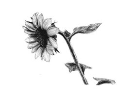 向日葵素描画法