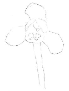 春兰素描画法步骤01