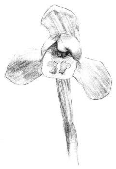 春兰素描画法步骤02