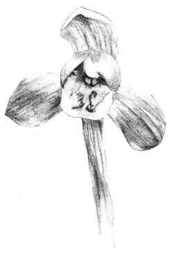 春兰素描画法步骤03