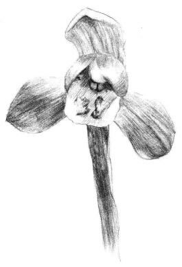 春兰素描画法步骤05