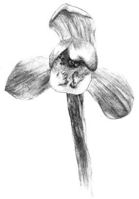 春兰素描画法步骤06