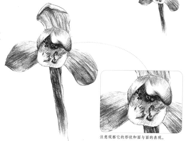 春兰素描画法