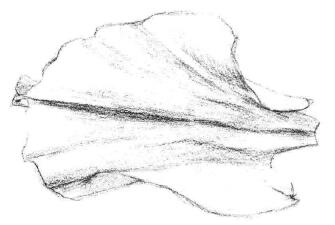 牡丹花瓣素描画法步骤03