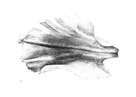 牡丹花瓣素描画法
