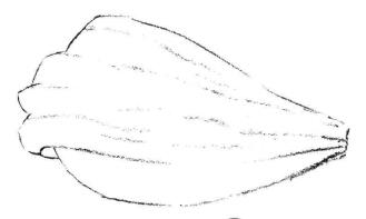 秋樱花瓣素描画法步骤02