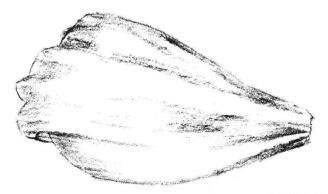 秋樱花瓣素描画法步骤03