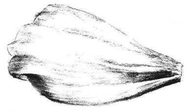 秋樱花瓣素描画法步骤04