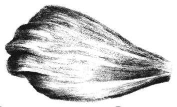 秋樱花瓣素描画法步骤05