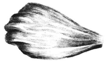 秋樱花瓣素描画法步骤06