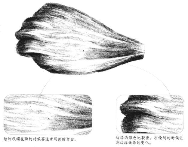 秋樱花瓣素描画法