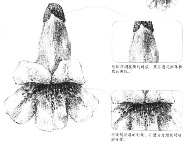 梧桐花瓣素描画法