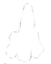 梧桐花瓣素描画法步骤01