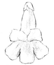 梧桐花瓣素描画法步骤02