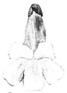 梧桐花瓣素描画法步骤03