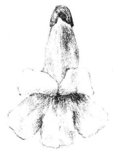 梧桐花瓣素描画法步骤04