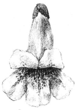 梧桐花瓣素描画法步骤05