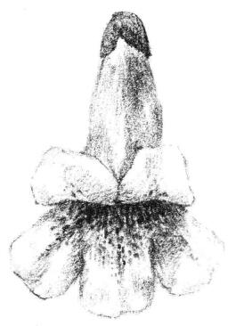 梧桐花瓣素描画法步骤06