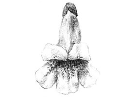 梧桐花瓣素描画法