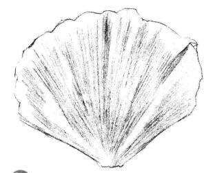 虞美人花瓣素描画法步骤03